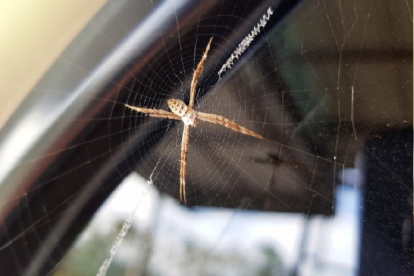 Arañas en el auto 